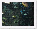 Dierentuin Burgers  Zoo 054 * 3648 x 2736 * (4.05MB)